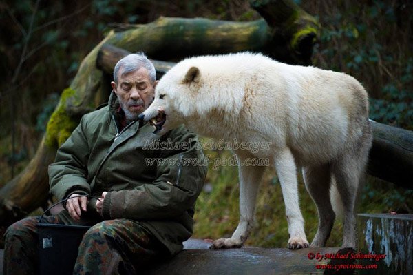 He is basically a member of the pack. They respect him as much as he respects them.