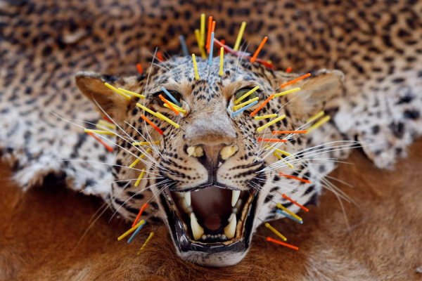 Czech Republic Taxidermist