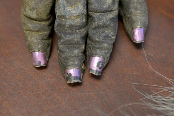 U.S. Wildlife inspectors