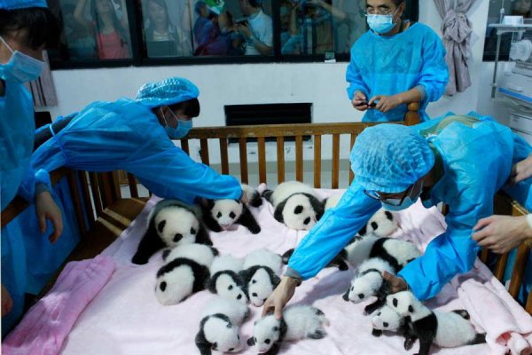Breeders take care of giant panda cubs inside a crib at Chengdu Research Base of Giant Panda Breeding in Chengdu