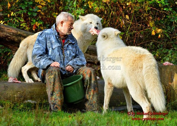 The reason is that he's established himself as the alpha. So he's in charge.