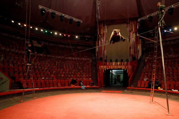 Masha, an 11 year-old bear from a travelling circus troupe based in Moscow, practises a tightrope walking act during rehearsals at the Circus on Fontanka in St.Petersburg