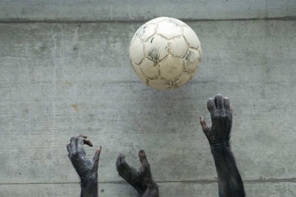 Primate house opens in the Wilhelma in Stuttgart-Bad Cannstatt