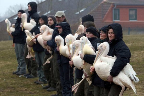 TOPSHOTS-GERMANY-ANIMALS-PELICANS