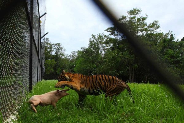 A Sumatran tiger plays with a pig before killing it at the Sumatra Tiger Rescue Centre compound
