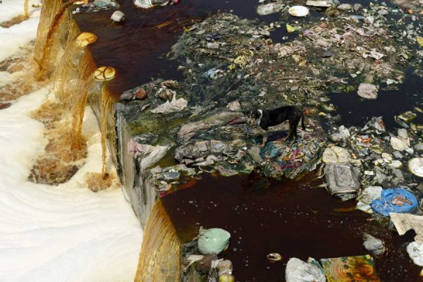 INDIA-ENVIRONMENT-EARTH DAY