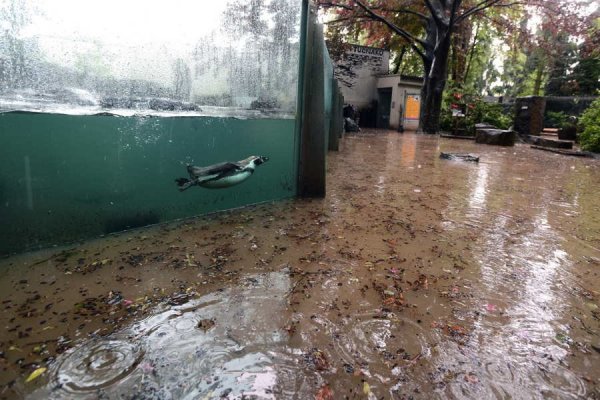 Czech, floods, Zoo Prague, Humboldt penguin