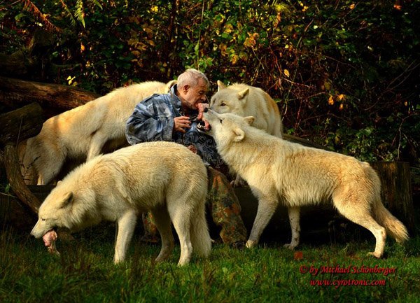 His Wolfspark Sanctuary is located in Merzig where it's inhabited by wolves from six different packs around the world, including Siberian, Arctic, Canadian, European and Mongolian ones