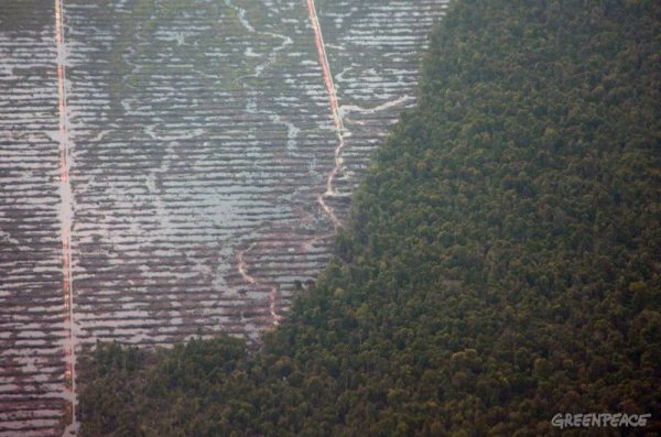 Greenpeace in Riau
