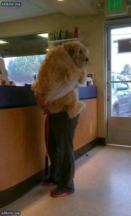 This dog who doesn't like to go to the vet. - https://www.facebook.com/diplyofficial
