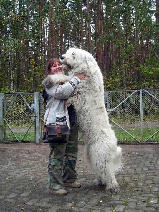 This dog who wants a hug. - https://www.facebook.com/diplyofficial