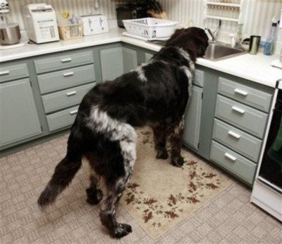 This dog who thinks the sink is his water bowl. - https://www.facebook.com/diplyofficial