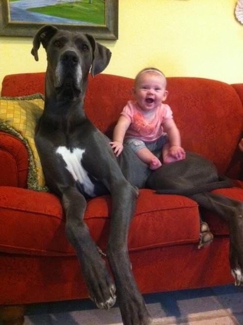 This dog who takes babysitting too seriously. - https://www.facebook.com/diplyofficial