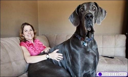 Giant George, the dog who likes to relax on the couch.  - https://www.facebook.com/diplyofficial