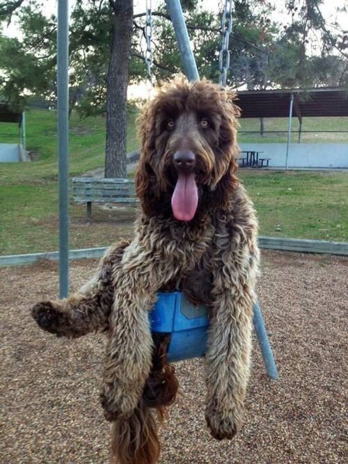 7. Silly kids, swings are for dogs. - https://www.facebook.com/diplyofficial