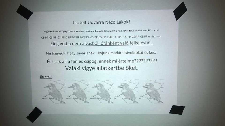 falragaszok áll a fán és csipog, ennek mi értelme