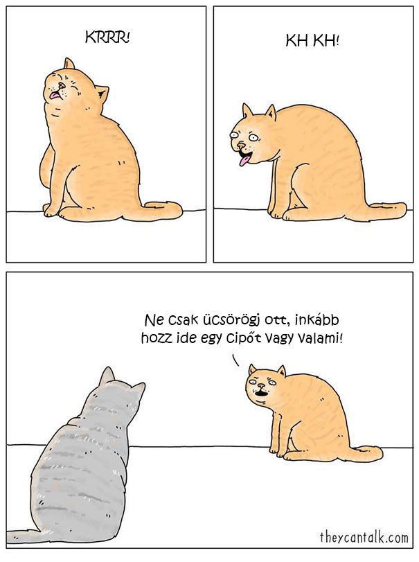 cat