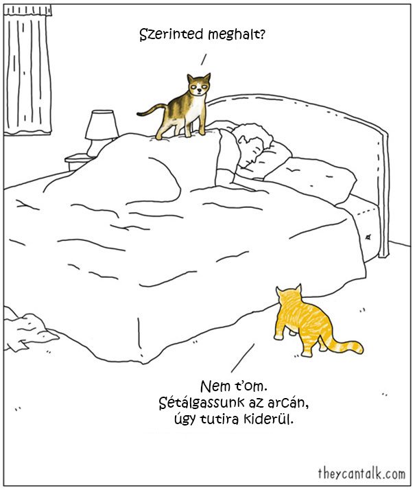 cat